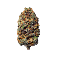 Northern Lights