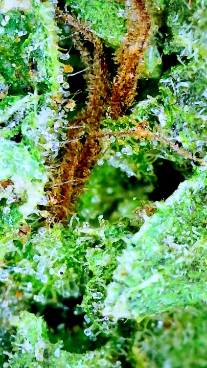 b55241b7-2e04-40ac-bacc-3c9cc94673a5